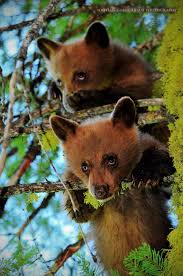 Bear Cubs Sequoia National Park Ca Cute Animals Animals Wild Animals Beautiful