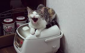 복면가왕 제137~대 가왕 부뚜막 고양이(하이라이트 양요섭??) 노래모음 (audio only). ì½©ì•Œì´ì™€ ë™ê±°í•˜ê¸° ë¶€ëšœë§‰ìœ„ì— ê³ ì–'ì´