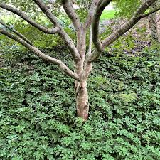 Image result for Pachycarpus firmus