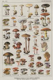 Mushroom Chart Jpg 3 000 X 4 466 Pixels Plants Pinterest