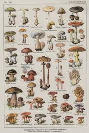 mushroom chart jpg 3 000 x 4 466 pixels plants pinterest