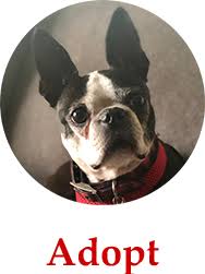 Female boston mom is a purebred boston terrier & father is 1/2 pug nice short face & domed head & she's got brindling ❤️ has had first shots and been dewormed and will come with vet records has been started pet's date of birth. Welcome