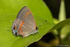 Image result for Erythrococca atrovirens