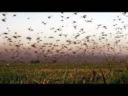 On your desktop or mobile device. Plaga De Langostas En Peten Youtube