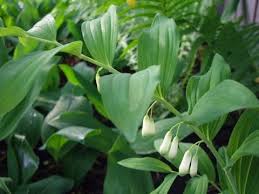 As a member of the vast lily family (ruscaceae. False Solomons Seal And Solomons Seal Youtube