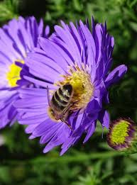 Top 10 flowers for honey bees. Top 10 Bee Attracting Flowers Blog Growjoy Bee Attracting Flowers Bee Friendly Flowers Organic Raised Garden Beds