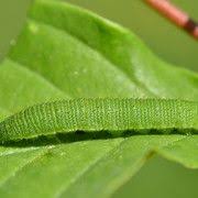 Raupe Des Zitronenfalters Zitronenfalter Falter Schmetterling