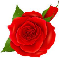 Red Rose And Bud Transparent Png Clip Art Flower Wall Art Beautiful Flowers Images Flower Painting