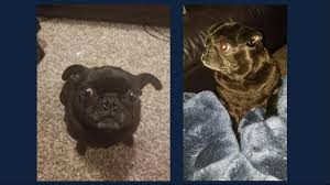 Maybe you would like to learn more about one of these? Oregon Humane Society Seeks Return Of Lost Pug Named Lady Kgw Com