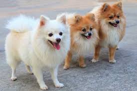 What Are Some Small Dog Breeds Dog Breeders Guide
