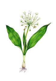Image result for Allium ursinum