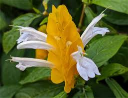 Image result for Pachystachys