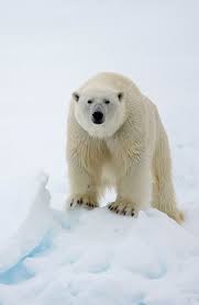 At The Top Of The Food Chain Polar Bears Have An Important Role In The Marine Environment Polar Bear Bear Species Bear