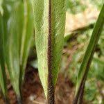 Image result for Asplenium africanum