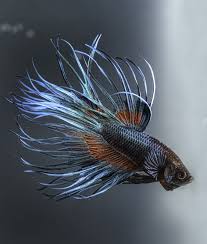 Flared, forming a d shape with straight edging. 10 Cool Facts About Betta Fish Mom Com