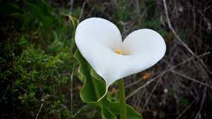 Tak kalah romantisnya dengan bunga mawar merah, ternyata bunga tulip merah juga memiliki makna yang serupa dengan bunga mawar merah yaitu melambangkan rasa cinta. Bunga Cinta Katolisitas Org