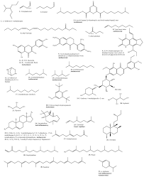 Image result for Tragia rupestris