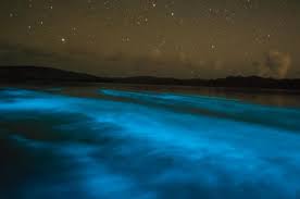 Bioluminescent Bay Puerto Rico Boat Tours La Parguera Bio Bay Boat Tour From San Juan Boat Tours Northern Lights Tours Bay Boats