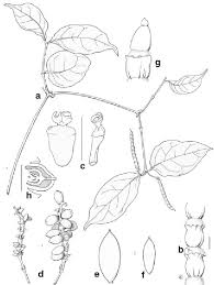 Image result for Gnetaceae