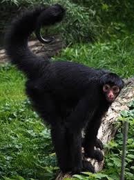 Spider monkeys are among the largest new world monkeys; Zootierlistehomepage