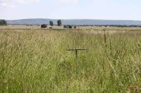 Image result for Pavetta mocambicensis