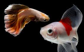 10 Best Betta Fish Tank Mates | Bechewy