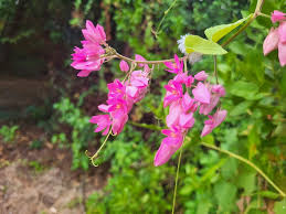 Image result for Persicaria hystricula