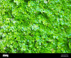 Image result for Lemna aequinoctialis