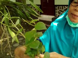 Ada berbagai macam senyawa aktif, seperti eicosanoid prostaglandin, lipoksin, leukotrien, tromboksan, dan prostasiklin, yang akan merangsang sintesis beberapa hormon. Tumbuh Liar Di Kebun Tanaman Ini Bisa Untuk Obat Lho