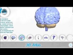 3d Brain Model Flash Brain Anatomy 3d Neuroanatomy Software Review El Cerebro Cerebro