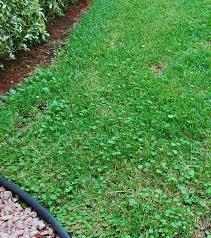 Did you scroll all this way to get facts about dollarweed ? Gardening In Florida How Do I Get Rid Of Dollarweed