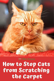 How To Stop Cats From Scratching The Carpet Oliveknows Cats Cat Scratching Cat Scratching Post