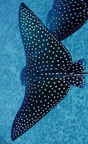 Eagle And Manta Rays Beautiful Sea Creatures Ocean Creatures Shaved Animals