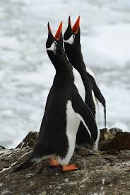 Birds That Look Like Penguins Magicalnaturetour Love Song By Igor Gvozdovskyy Penguins Pet Birds Animal Antics