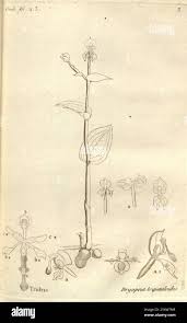 Image result for Platycoryne pervillei