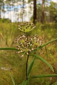 Image result for Asclepias longissima