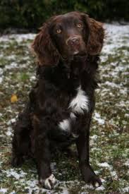 Image result for německý křepelák postava