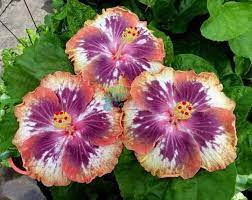Lovely Hawaiian Hibiscus Hibiscus Plant Hibiscus Flowers Hibiscus