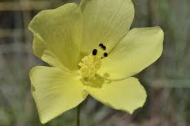 Image result for Hibiscus pusillus