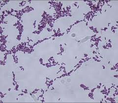 Bacillus Subtilis