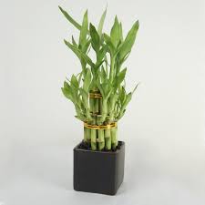 If you have a bamboo plant at home and do not know what you have to do to take care of it, here at onehowto.com, we offer you some simple tips that will teach you how to care for. Its Easy To Care Your Lucky Bamboo Plant Blog Nurserylive Com Gardening In India