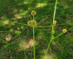 Image result for Cyperus