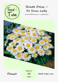 A dwarf variety, it will only grow to 12 inches tall and wide. Shasta Daisy F1 Snow Lady Seed Tube