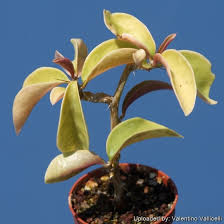 Image result for Pereskia aculeata
