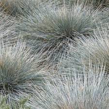 Image result for Festuca