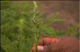 Image result for Sesbania goetzei