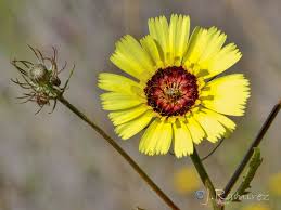 Image result for Tolpis