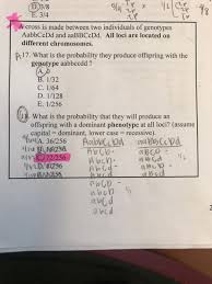Aabbccdd = 1/2 x 1/4 x 1/4 x 1/2 = 1/64. Solved Question 18 The Answer Is Highlighted But How D Chegg Com