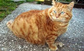 Image result for Kucing Garfield