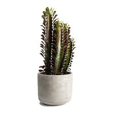 Cacti have numerous anatomical and behavioral adaptations for absorbing and storing water, preventing water loss, protecting themselves from predators, limiting damage from the hot sun, saving their energy, requiring few resources, and attracting pollinators. Euphorbia Trigona Rubra African Milk Tree Succulent Hortology